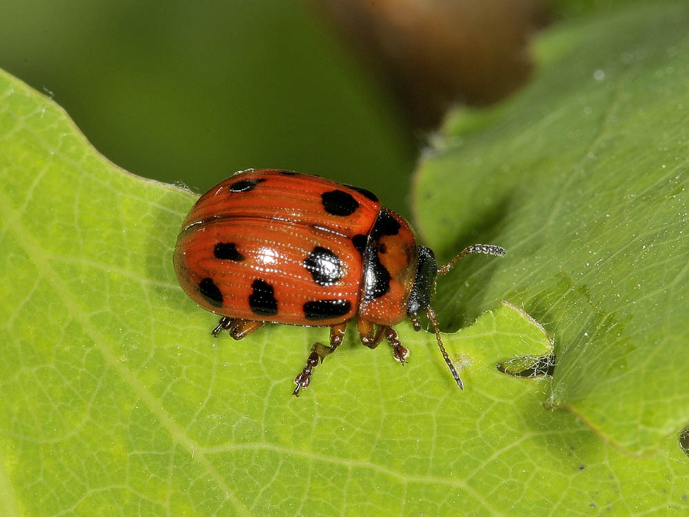 Gonioctena decemnotata